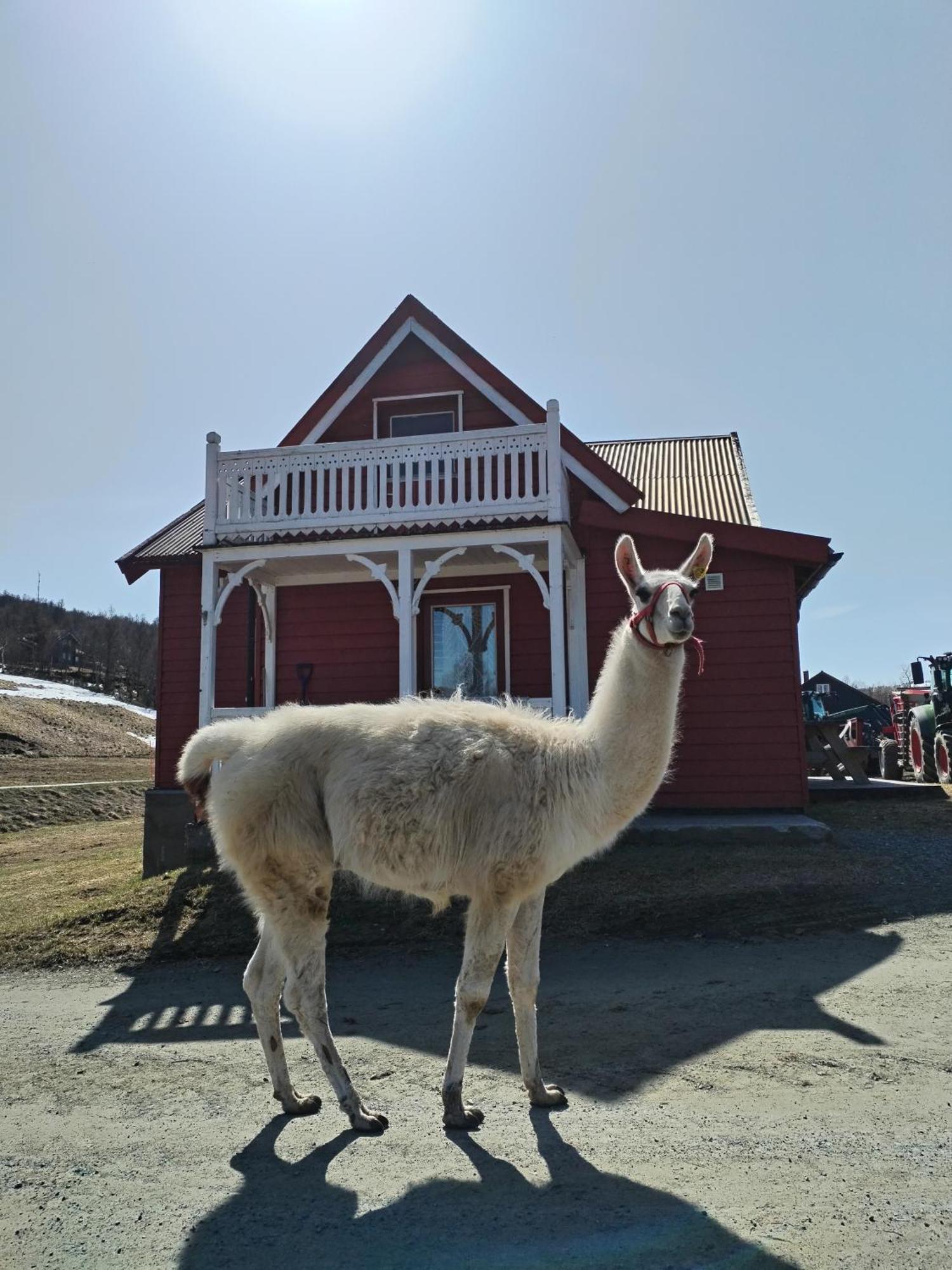 Sommerstue Hessdalen Alen Exterior foto